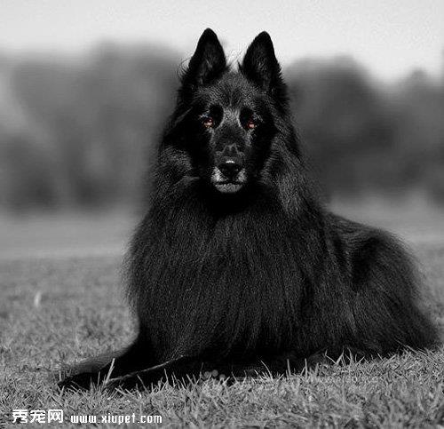 狗狗尿失禁原因
