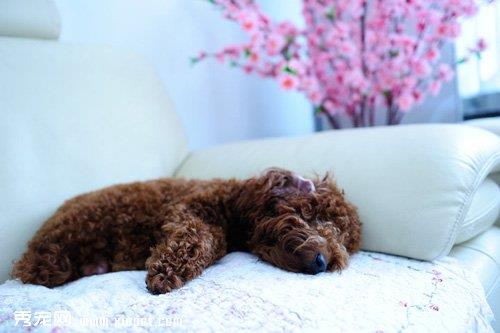 母犬产后期和新生仔犬的护理