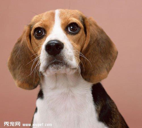 【犬瘟热传染人吗】犬瘟热的详细资料