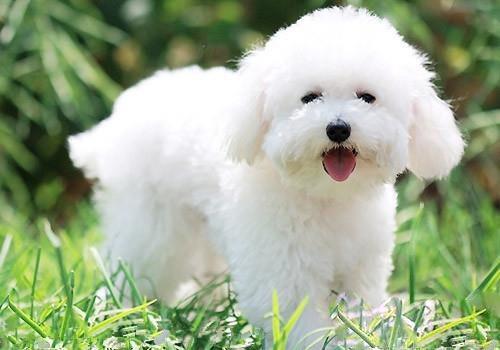 狗狗