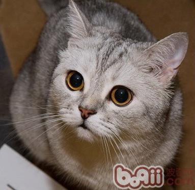 想要训练猫就要先了解猫