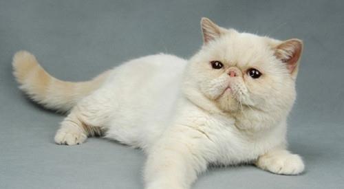怎样培养宠物猫良好的饮食习惯