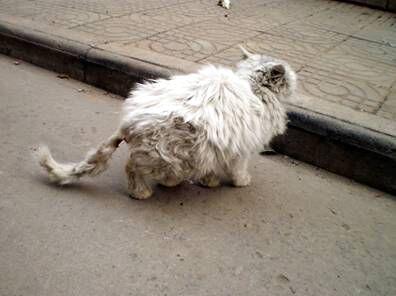 猫感染性腹泻及诊疗