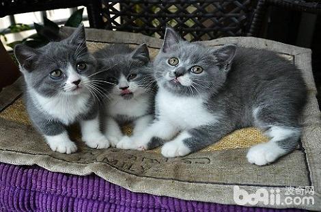 英国短毛猫三个月可以吃什么？