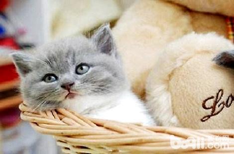 英国短毛猫三个月可以吃什么？