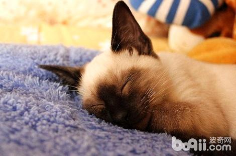 布偶猫会像暹罗一样变色吗？