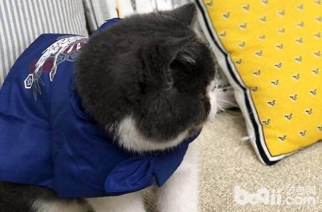 异国短毛猫一年能生几次？