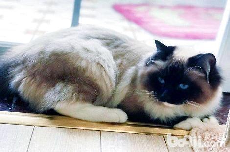 布偶猫成年之后最多能长多大？