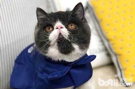 异国短毛猫有抓老鼠的本事吗？