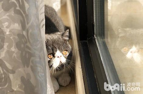 异国短毛猫有抓老鼠的本事吗？