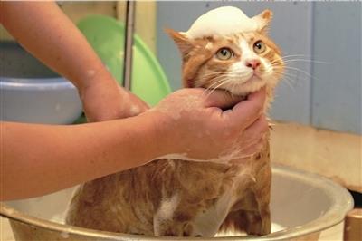 怎么训练猫不怕水
