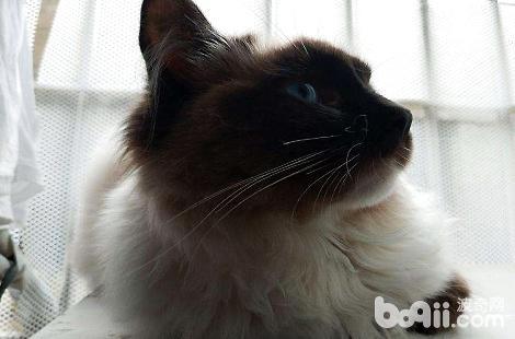 买布偶猫需要购买多大年龄的比较好？