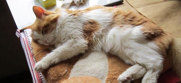 猫糖尿病诊断与治疗