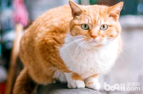 橘猫一天要睡几个小时？原来橘猫这么爱睡觉？