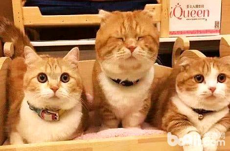 橘猫一天要睡几个小时？原来橘猫这么爱睡觉？