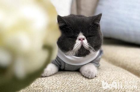 异国短毛猫现在还会抓老鼠吗？
