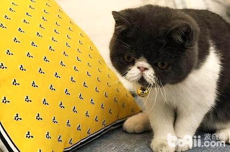 异国短毛猫手贱喜欢翻东西？
