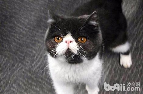 异国短毛猫手贱喜欢翻东西？