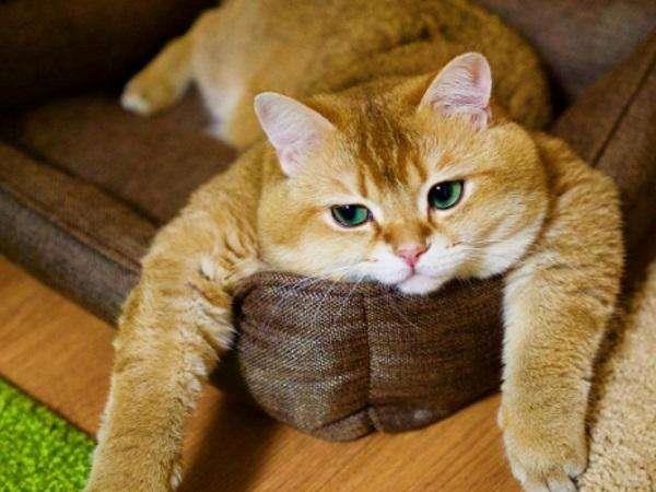 猫咪寄养要注意什么？如何挑选寄养点？