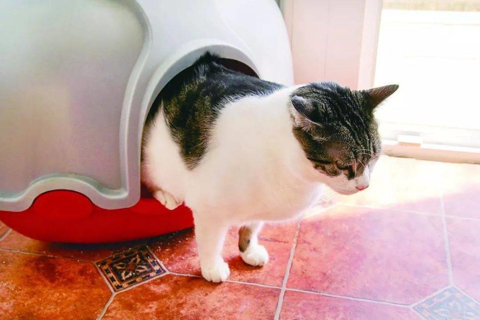 猫咪尿床怎么办？猫尿床是什么原因？