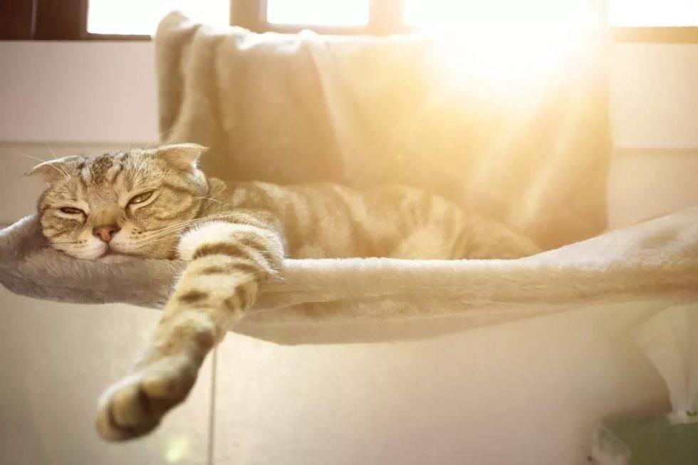 猫咪尿床怎么办？猫尿床是什么原因？