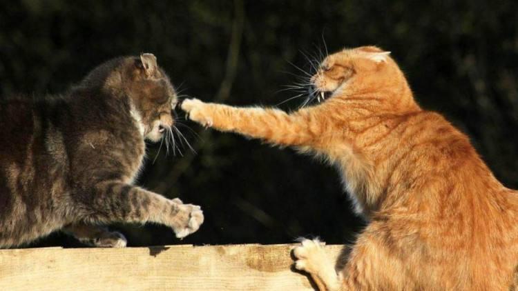 猫咪也爱打架？家养猫咪打架的原因有哪些？