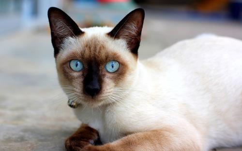 暹罗猫为什么会变色？是不是像变色龙一样？