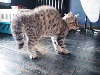 猫咪炸毛是怎么回事？有可能是这些原因！