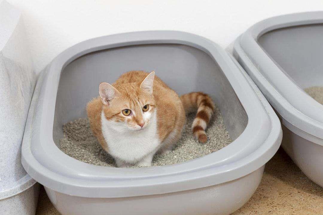 养猫前需做哪些准备工作？新手养猫必读！