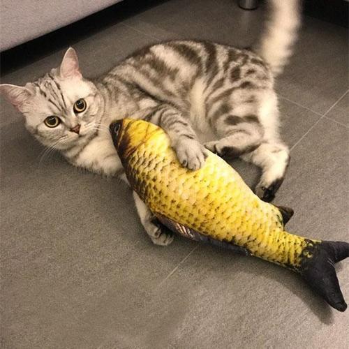 养猫前需做哪些准备工作？新手养猫必读！