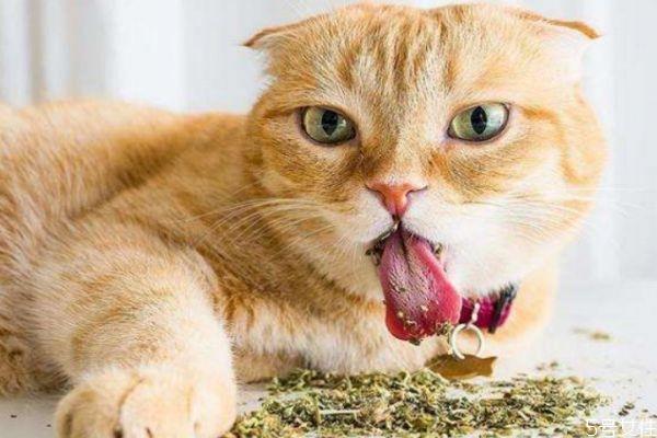 猫薄荷是什么？如何对猫咪使用？