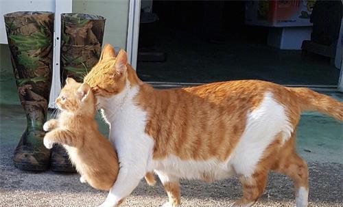 母猫为何会把小猫叼到主人面前？母猫叼小猫到你面前的原因！