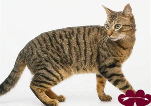 狸花猫如何饲养？饲养狸花猫的方法！