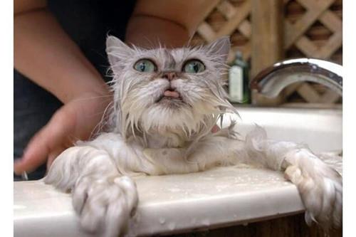 应该如何给猫咪洗澡？新手养猫须知
