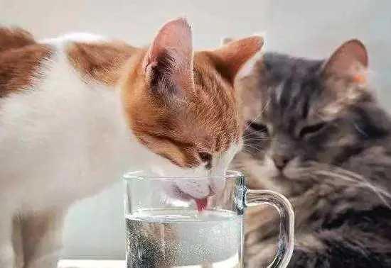 猫咪不爱喝水怎么办？让猫猫多喝水的方法