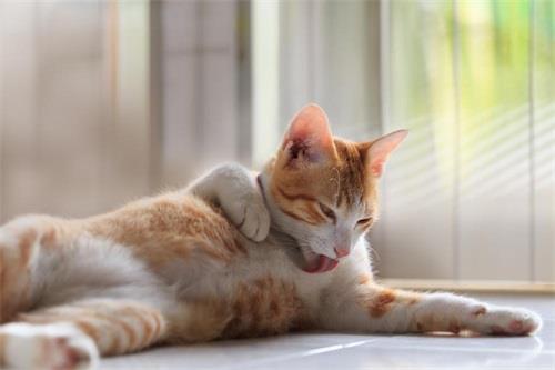 猫咪吐毛球怎么办 猫咪如何正确选择化毛膏服用