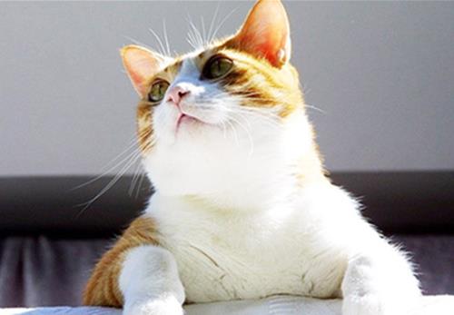 猫夏天掉毛怎么办？防止猫咪掉毛的方法