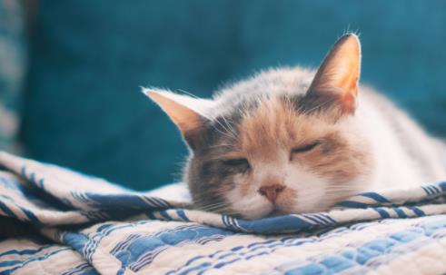 哪些食物猫咪碰不得? 猫咪饮食禁忌你要了解!