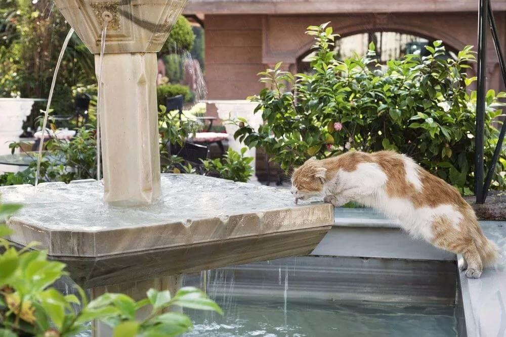 猫咪吃干粮或罐头，每天需要额外喝多少水呢？