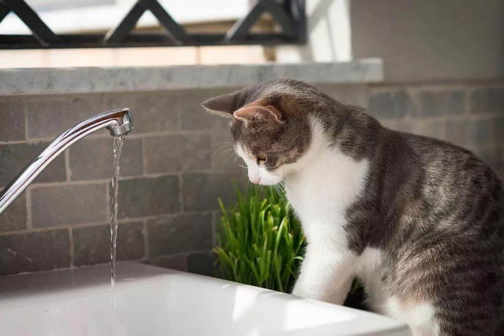 猫咪吃干粮或罐头，每天需要额外喝多少水呢？