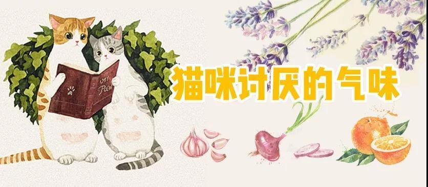 猫咪不喜欢的味道都有这些，你知道吗？