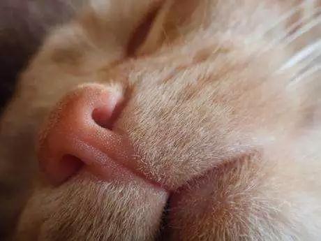 猫咪不喜欢的味道都有这些，你知道吗？