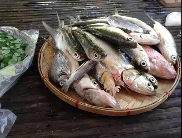 猫咪不喜欢的味道都有这些，你知道吗？