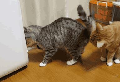 猫咪不喜欢的味道都有这些，你知道吗？