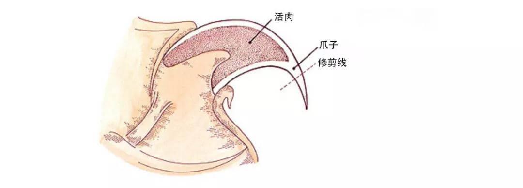 关于猫咪爪子的一些常识