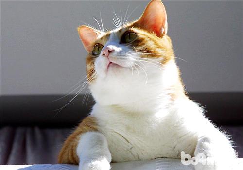 如何训练猫咪使用猫爬架