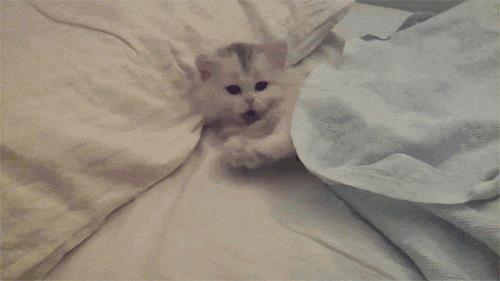 猫咪冬日取暖应该注意四大误区!
