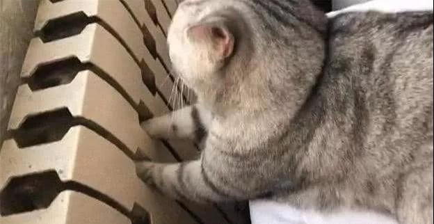 猫咪冬日取暖应该注意四大误区!
