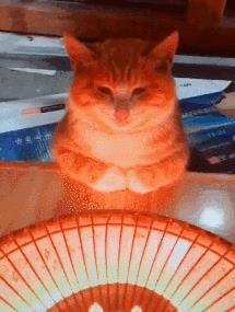 猫咪冬日取暖应该注意四大误区!