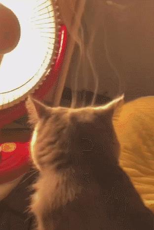 猫咪冬日取暖应该注意四大误区!